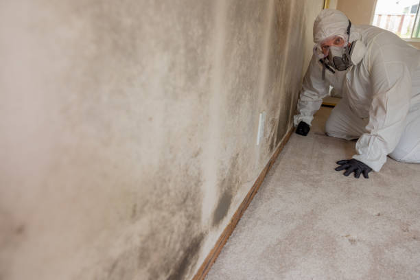 Mold Remediation for Vacation Homes